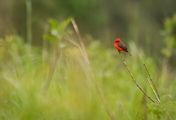 Vermilion Flycatcher bird