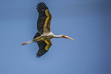 Painted stork
