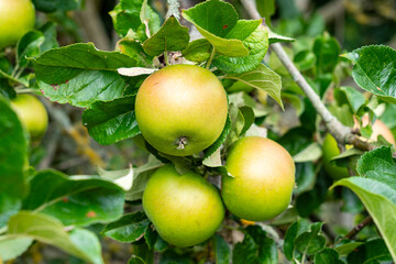 Green cooking apples growing on a tree, healthy organic fruit in an orchard