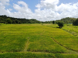 rice field in India. cloudy sky and green field.