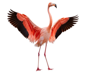 Flamingo stretching wings in a dramatic pose isolated on transparent background png