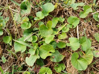 Centella asiatica plant in the wild.