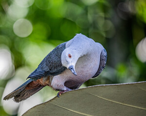Imperial Pigeon