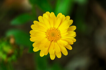 Yellow calendula flowers. Blooming calendula in the garden , copy space.