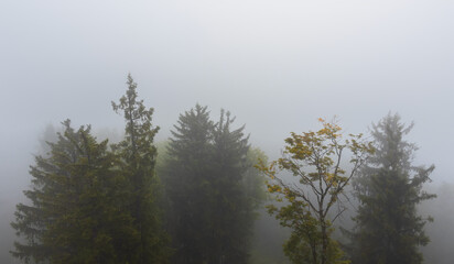 Coniferous and one deciduous treetop in a misty haze. Moody Austria nature background