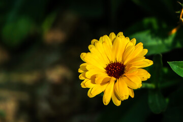 Yellow calendula flowers. Blooming calendula in the garden , copy space.