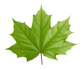 Fresh Green Maple Leaf Close-Up With Detailed Veins, Realistic Botanical Style, Natural Lighting, Isolated on Transparent Background
