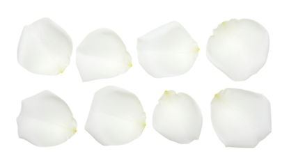 8 unique white rose petals isolated on a transparent background; PNG