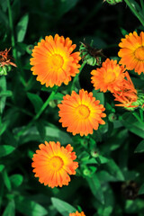 Yellow calendula flowers. Blooming calendula in the garden , copy space.