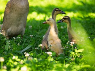 Free-range waterfowl (Indian Runner Duck ) ducklings -  on an organic farm, freely running and grazing on a garden meadow. Organic farming, animal rights, back to nature concept.