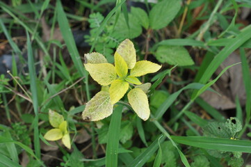 A yellow flower with brown spots is growing in a grassy field. The flower is surrounded by green grass and leaves, and it is a small, delicate plant. Concept of natural beauty and tranquility