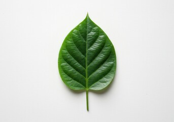 Closeup macro of fresh organic green leaves on a white background with a plant