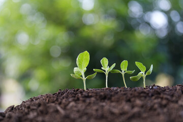 macro shot of small sunflower sprouts with water droplets line up