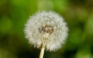 dandelion on green background