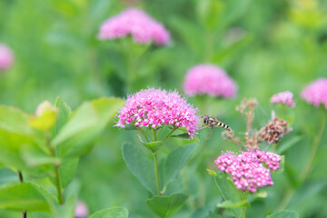 Japanese meadowsweet flower. Summer Japanese Spiraea. Summer spring nature. Japanese Spiraea. Blooming spring flower. Summer flower. Greenhouse spring plant. Japanese meadowsweet outdoor