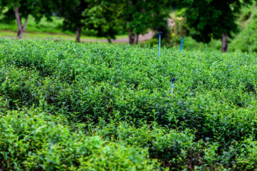 Natural background of mountain atmosphere, trees, green lawn for exercise or viewpoint in a large park in the northern area, Chiang Rai, Thailand.
