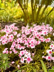 A perennial herbaceous creeping dense plant with small pink flowers.Blooming Phlox subulata Coral Eye in the summer garden.Alpine plants for rockeries and rock gardens. Flower background