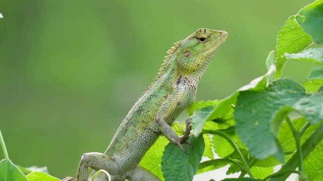 Oriental garden lizard, also known as the eastern garden lizard, Indian garden lizard, common garden lizard, bloodsucker, or changeable lizard in closeup