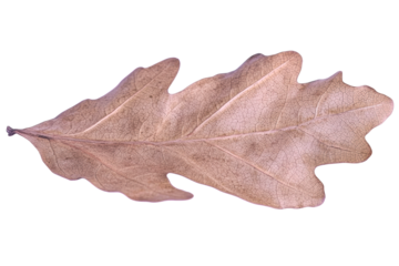 Dry brown oak leaf with detailed veins on white