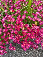 Fototapeta premium Saxifraga arendsii Blutenteppich.Dense bright red blooming groundcover saxifraga .Plants for rock gardens and rockeries.Floral background