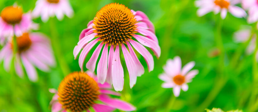 Purple coneflower flower. Natural flower plant. Flora nature. Purple flower background. Floral coneflower purple background. Coneflower flower. Flowering Echinacea in garden. Outdoor flowering plant - Powered by Adobe