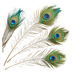 Obraz premium Four vibrant peacock feathers with distinctive eye patterns are artfully arranged against a clean white background showcasing their natural beauty and intricate details
