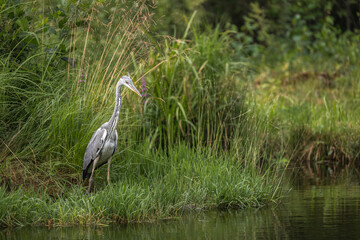 Grey heron patiently waits near the edge of a tranquil body of water, surrounded by dense green grasses and reeds in the soft morning light