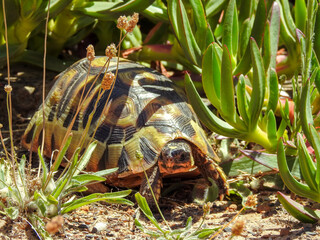 Angulate Tortoise Hiding