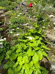 Blooming valeriana tiliifolia troitzky with white inflorescences in the park on a summer day.Medicinal plant. Nature background