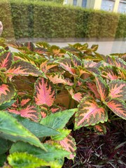 Potted plants.Blooming Coleus blumei Wizard Coral Sunrise in an outdoor pot. Flower arrangement. Balcony flowers. Floral background