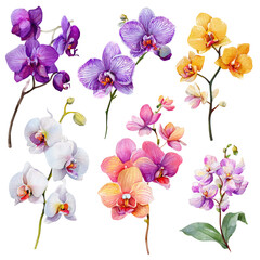 Vibrant orchid blooms in various shades of purple, pink, orange, yellow, and white.  Detailed botanical illustration of orchid flowers, stems, and leaves.  