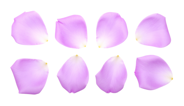 7 unique lilac rose petals isolated on a transparent background; PNG