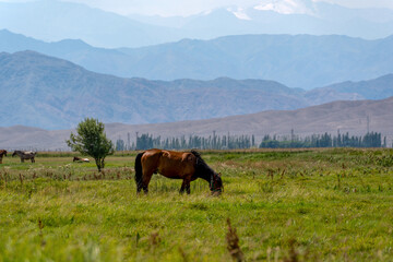 Obraz premium A summer mountain landscape with grazing horses. High and beautiful mountains rise in the background.