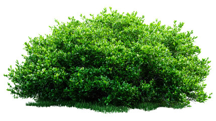 Lush Green Bush with Grass Clipping Isolated PNG