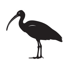 Artistic Ibis Silhouette – Ibis Black Vector Artwork for Print and Digital Use – Ibis Illustration – Bird Silhouette – Silhouette of Ibis

