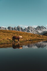 Horse by a tranquil lake with mountain backdrop.