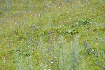 Lush green meadow with wildflowers and grasses in bloom during summer.