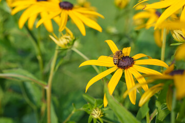 Close-up of lively Rudbeckia flowers in the garden on a sunny summer day