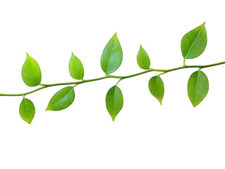 Close-up of a branch with vibrant green leaves