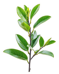 Obraz premium Close-up of a leafy branch. Bright green leaves with slightly serrated edges, attached to a dark brown stem. Isolated on black background