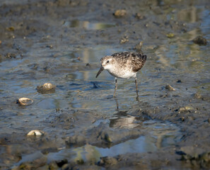 Semi=Palmated Sandpiper at the beach in Milford, Connecticut.