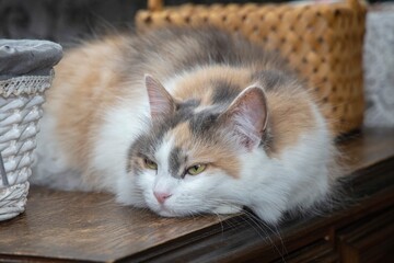 Portrait of a tricolor kitty lying on a table © Iryna