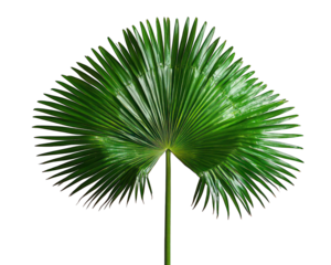 Close-up of a vibrant green palm leaf, radiating outwards from a central stem