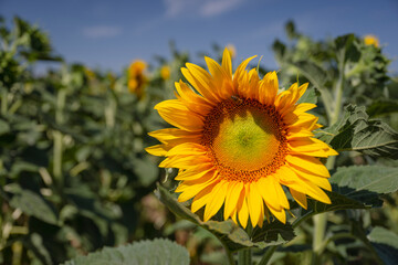 Birds in South Moravia