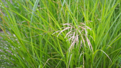 trawa kwitnąca  © ComBart