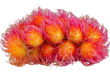 Cluster of rambutan fruits, spiky red and orange exterior, vibrant and tropical