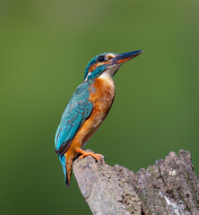 Birds in South Moravia