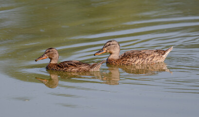 Birds in South Moravia