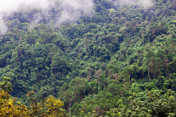 Fototapeta premium Idyllic landscape with winding river, rolling hills, and mist drifting through pine forests. Wind-swept trees along a mountain river under dramatic sky with moving clouds.