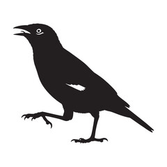 Clean-Line Mynah Silhouette – Mynah Bird Vector Graphic for Modern Design – Black Vector of Mynah

